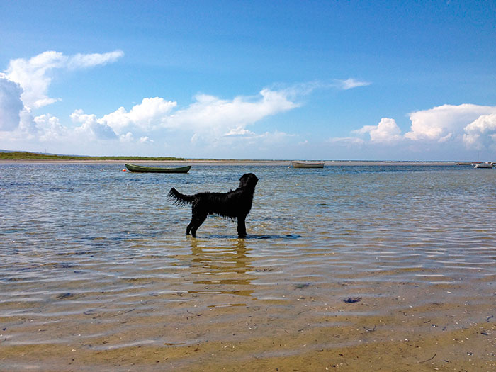 Urlaub am Wasser - Hundestrände in Slowenien 