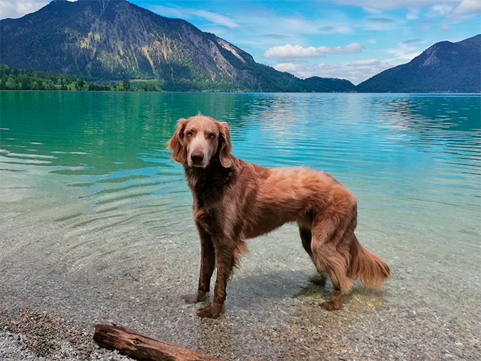 Urlaub mit Hund - Urlaub mit Hund in Deutschland 