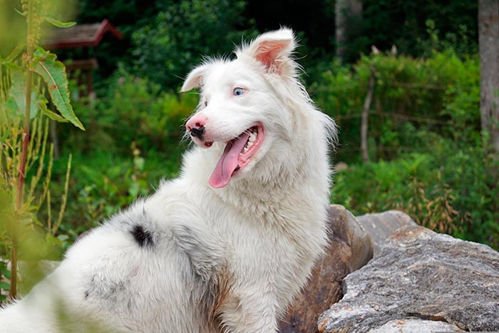 Urlaub mit Hund in Schweden 